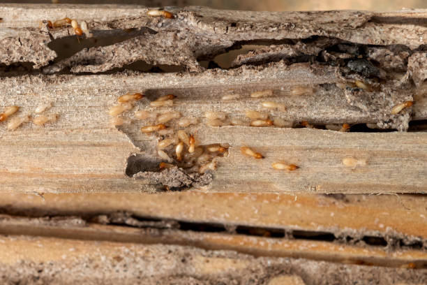 Best Rodent Control Near Me  in San Dimas, CA