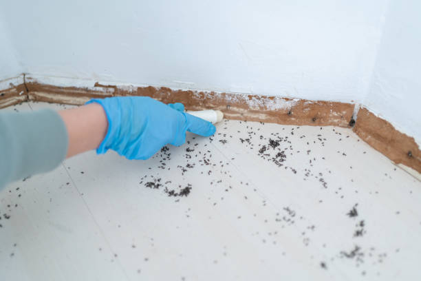  San Dimas, CA Pest Control Pros